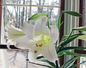 Easter Lily photo Christina Jarmolinski