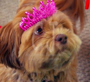 Happy Halloween with Fur and a Crown by Christina Jarmolinski