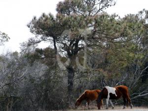 Two wild horses of Assateague Island photo Christina Jarmolinski