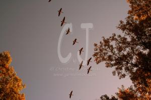 Connecticut Trip in Autumn- sunset and geese-photos Christina Jarmolinski