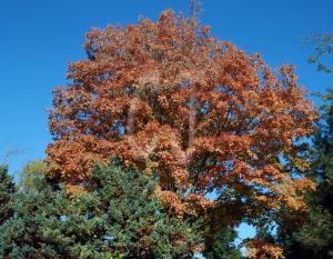 Connecticut Trip in Autumn-photos Christina Jarmolinski