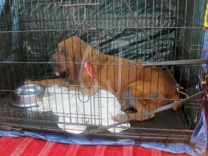Dog in cage in back of pick -up truck in the Forida heat by Christina Jarmolinski