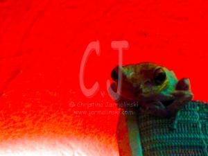 Froggie-Andy Warhol style by Christina Jarmolinski