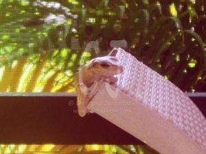 Froggie in the midafternoon By Christina Jarmolinski