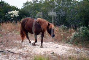Assteague Island, Maryland Wild Horses by Christina Jarmolinski