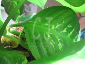 The Drop by Christina Jarmolinski