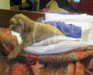 Our Trip to Maryland with Lakshmi by Christina Jarmolinski