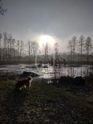 Shiloh Yesterday at the Lake by Christina Jarmolinski Shiloh Yesterday at the Lake by Christina Jarmolinski