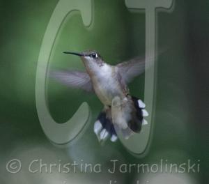 The Hummingbird - photography by Rob de Koter