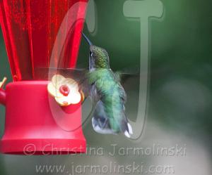 The Hummingbird - photography by Rob de Koter
