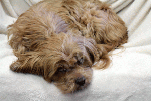 Photo shoot set up in my studio with Lakshmi by Christina Jarmolinski
