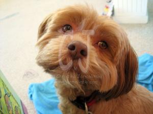 Lakshmi, freshly trimmed now- 7 years later in my studio