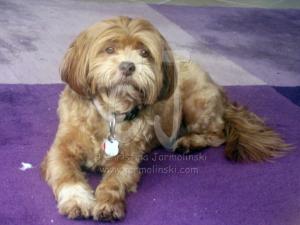 Lakshmi now on a purple rug