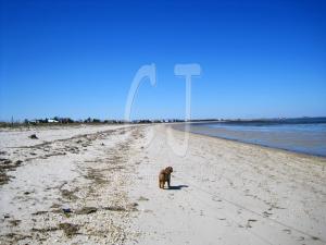 Lakshmi on Slaughter Beach, Delaware