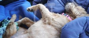 Our doggie during the trip by Christina Jarmolinski