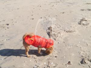Doggie's first contact with Atlantic Beach by Christina Jarmolinski