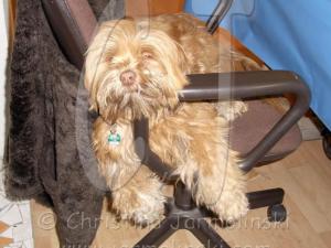 My doggie is waiting for me in my studio photo Christina Jarmolinski