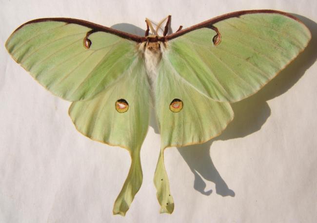 A White Angel visits us last night!-Female Luna Moth -photo Rob de Koter