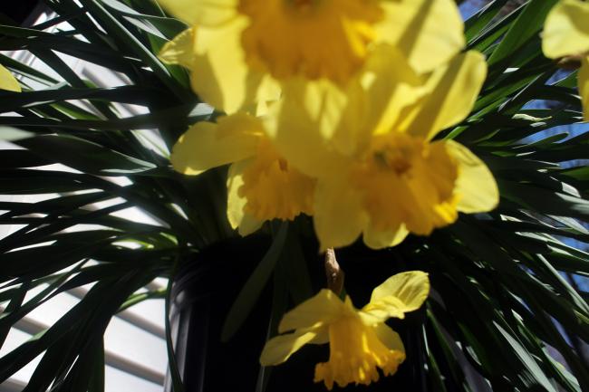 daffodils - photo by Christina Jarmolinski