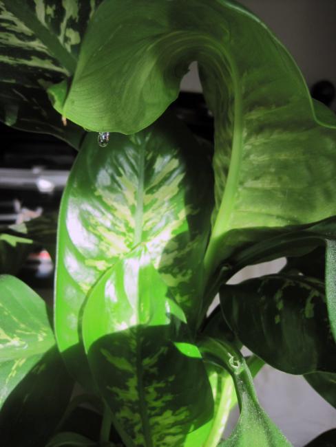 The Drop by Christina Jarmolinski