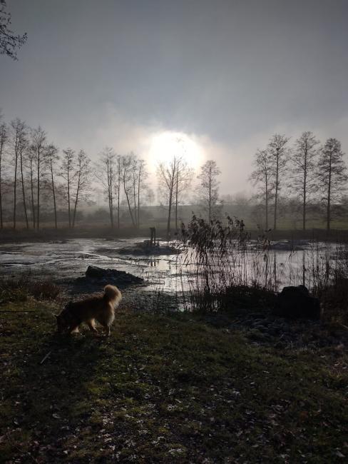 Shiloh Yesterday at the Lake by Christina Jarmolinski