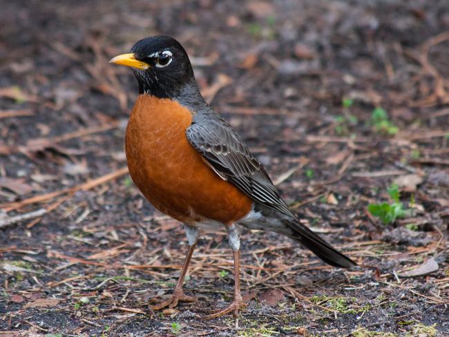 Robin in our Yard photo by Rob de Koter