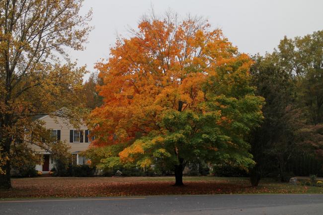 An Afternoon in Autumn with my Canon in my Neighborhood