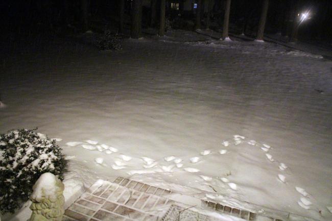 Snow Storm 2015- Salisbury got it's share last night