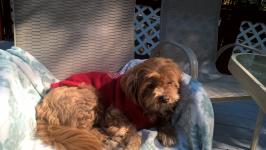 Sunning myself on the deck