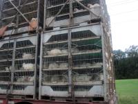 Chicken being transported live for slaughter by Christina Jarmolinski