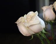 Christmas Roses