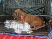 Dog in cage in back of pick -up truck in the Forida heat by Christina Jarmolinski