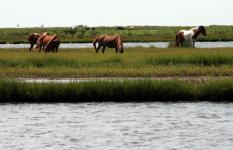 Horses on Assatieague island