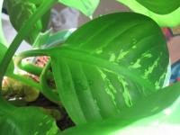 The Drop by Christina Jarmolinski