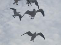 Seagulls at Ocean Beach by Christina Jarmolinski