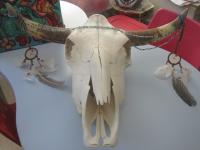 Bull's Skull by Christina Jarmolinski