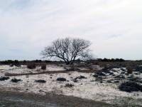 The Wilderness of Assateague Island, MD photo Christina Jarmolinski