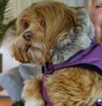 Lakshmi and her new coat by Christina Jarmolinski