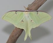 Male Luna Moth visits us yesterday evening! 