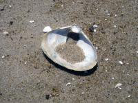 Stillife by Christina Jarmolinski