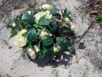 Peonies on the Beach in Ocean City by Christina Jarmolinski
