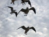 Sea Gulls near Haunted Hause by Christina Jarmolinski