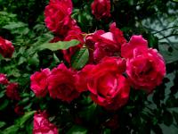 Uschi's Garden