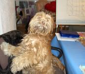 art class and my dog is always present by Christina Jarmolinski