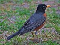 Robin in our Yard photo by Rob de Koter