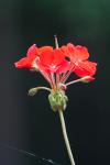 Geranium - photography by Rob de Koter