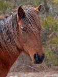 Wild Assateague Island Horse photo Rob de Koter