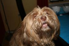 Lakshmi needs a hair cut