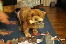 Unwrapping her present