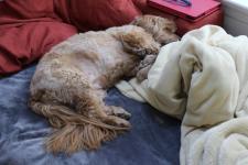 And my wonderful dog is always with me in my studio